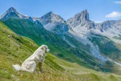 France, Pyrénées-Atlantiques (64), Béarn, Lescun, aiguilles d'Ansabère, vallée d'Aspe, chien de berger assis//France, Pyrenees-Atlantiques (64), Bearn, Lescun, Aiguilles d'Ansabère, Aspe valley, seated sheepdog