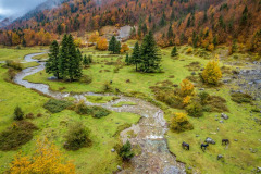 Une rivière, des chevaux et une forêt l'automne en vallée d'Aspe (vue aérienne)//A river, horses and a forest in autumn in the Aspe valley (aerial view)