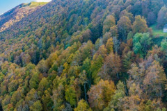 La forêt d'automne et la chapelle Saint Joseph à Larrau  (vue aérienne)//The autumn forest and the Saint Joseph chapel in Larrau (aerial view)
