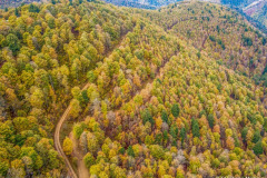 la forêt d'Iraty l'automne et un chemin (vue aérienne)//the Iraty forest in autumn and a path (aerial view)