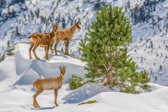 DSC_9606-isard-neige-pyrenees