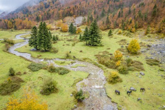 Une rivière, des chevaux et une forêt l'automne en vallée d'Aspe (vue aérienne)//A river, horses and a forest in autumn in the Aspe valley (aerial view)