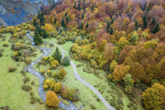 Une hetraie sapinière l'automne avec un chemin et une rivère à Lescun (vue aérienne)//A fir beech forest in autumn with a path and a river in Lescun (aerial view)