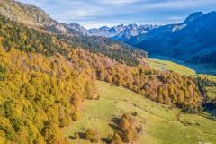Une hetraie sapiniere l'automne en vallée d'Ossau (vue aérienne)//A fir beech forest in autumn in the Ossau valley (aerial view)