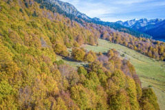 Une hêtraie sapinière l'automne en vallée d'Ossau (vue aérienne)//A fir beech forest in autumn in the Ossau valley (aerial view)