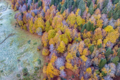 Une hêtraie sapinière l'automne en vallée d'Ossau (vue aérienne)//A fir beech forest in autumn in the Ossau valley (aerial view)