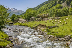 Les brebis qui broutent l'herbe au bord d'une rivière en vallée d'Ossau (vue aérienne)//Sheep grazing on the grass at the edge of a river in the Ossau valley (aerial view)
