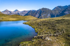 Un lac et des brebis en vallée d'Ossau (vue aérienne)//A lake and sheep in the Ossau valley (aerial view)
