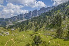 Les vaches en estives à côté de la cabane de Camplong (vue aérienne)//The cows in the mountain pastures next to the Camplong hut (aerial view)