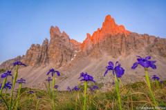 France, Pyrénées-Atlantiques (64), Béarn, Lescun, aiguilles d'Ansabère au lever de soleil, vallée d'Aspe, fleurs d'iris (Iris latifolia) //France, Pyrenees-Atlantiques (64), Béarn, Lescun, Ansabère needles at sunrise, Aspe valley, Iris flowers (Iris latifolia)