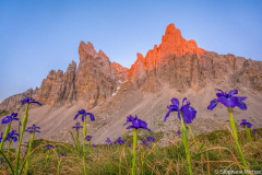 France, Pyrénées-Atlantiques (64), Béarn, Lescun, aiguilles d'Ansabère au lever de soleil, vallée d'Aspe, fleurs d'iris (Iris latifolia) //France, Pyrenees-Atlantiques (64), Béarn, Lescun, Ansabère needles at sunrise, Aspe valley, Iris flowers (Iris latifolia)