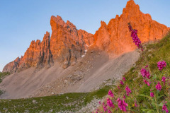 France, Pyrénées-Atlantiques (64), Béarn, Lescun, aiguilles d'Ansabère au lever de soleil, vallée d'Aspe, Digitale pourpre (Digitalis purpurea) en fleur//France, Pyrenees-Atlantiques, Béarn, Lescun, Aiguilles d'Ansabère at sunrise, Aspe valley, Foxglove (Digitalis purpurea) in flower