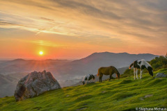 Pottok qui broutent au lever de soleil sur les pentes verdoyantes du Mondarrain//Pottok grazing at sunrise on the green slopes of Mondarrain