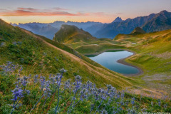 France, Pyrénées-Atlantiques (64), Béarn, lac du Montagnon d'Iseye, chardons bleus et vue sur le pic du midi d'Ossau//France, Pyrenees-Atlantiques, Béarn, Montagnon d'Iseye lake, blue thistles and view of the Pic du Midi d'Ossau
