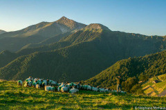 Pays Basque, brebis manech tête noire et berger au lever de soleil à Iraty vue pic d'Orhy//Basque country, black head manech sheep and shepherd at sunrise in Iraty seen from pic d'Orhy