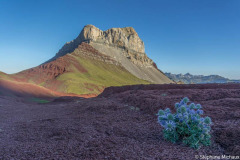 Castillo d'Acher au lever de soleil et chardon bleu//Castillo d'Acher at sunrise and blue thistle