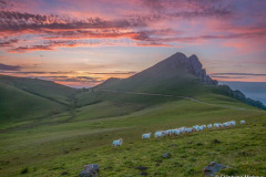 Pays Basque, brebis manech tête rousse en estives à Iraty au coucher de soleil//Basque country, manech ewe head rousse in mountain pastures in Iraty at sunset