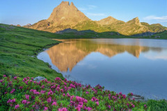 25062023-pic-ossau-rhododendron-lac-Roumassot-reflet-2