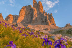 France, Pyrénées-Atlantiques (64), Béarn, Lescun, aiguilles d'Ansabère au lever de soleil, vallée d'Aspe, fleurs d'iris (Iris latifolia) //France, Pyrenees-Atlantiques (64), Béarn, Lescun, Ansabère needles at sunrise, Aspe valley, Iris flowers (Iris latifolia)