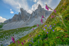 France, Pyrénées-Atlantiques (64), Béarn, Lescun, aiguilles d'Ansabère, vallée d'Aspe, Digitale pourpre (Digitalis purpurea) en fleur//France, Pyrenees-Atlantiques, Bearn, Lescun, Aiguilles d'Ansabère, Aspe Valley, Foxglove (Digitalis purpurea) in flower