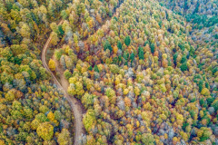la forêt d'Iraty l'automne et un chemin (vue aérienne)//the Iraty forest in autumn and a path (aerial view)