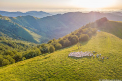 Des brebis à Iraty au lever de soleil en montagne (vue aérienne)//Sheep in Iraty at sunrise in the mountains (aerial view)