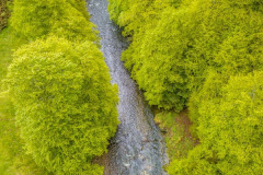 La rivière et la forêt de hêtre à Iraty le printemps (vue aérienne)//The river and the beech forest in Iraty in the spring (aerial view)