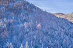 La forêt de hêtres et de sapins enneigés à Iraty (vue aérienne)//The snow-covered beech and fir forest in Iraty (aerial view)