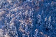 la forêt de hêtres et de sapins enneigés à Iraty (vue aérienne)//the snow-covered beech and fir forest in Iraty (aerial view)