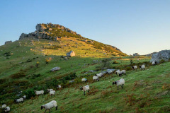 DSC_1565-manex-noire-mondarrain