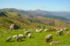 DSC_8674-brebis-noire