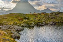 Béarn, vallée d'Ossau, pic du midi d'Ossau, lac et chevaux au lever du jour//Béarn, Ossau valley, Pic du Midi d'Ossau, lake and horses at sunrise