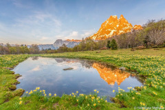 25_Pic-d-Ossau-reflet-et-jonquilles-au-printemps-2