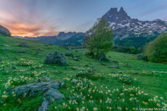 Béarn, vallée d'Ossau, aube sur une prairie de jonquilles vue pic du midi d'Ossau//Béarn, Ossau valley, dawn over a meadow of daffodils seen from Pic du Midi d'Ossau