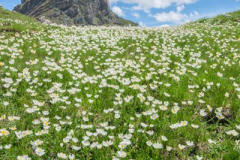 Béarn, vallée d'Ossau, parterre fleuri de renconcule des Pyrénées et pic Castérau//Béarn, Ossau valley, flower bed of Pyrenean buttercups and Castérau peak